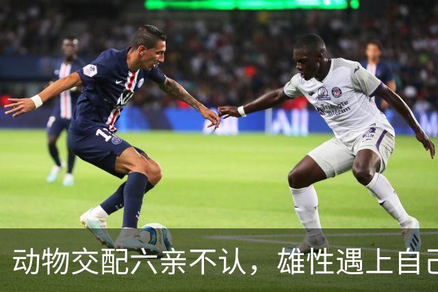 动物交配六亲不认，雄性遇上自己母亲怎么办？马不欺母是真的吗？